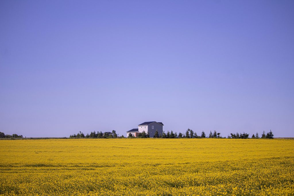 House in PEI canola field